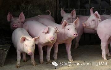 养猪导演爆料视频播放网站,热门视频播放网站幕后真相大曝光